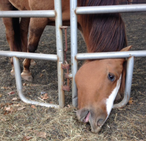 This is one of the Equus workshop horses who was a little distracted by the left over hay just outside of the pen but still within reach. Hey, who doesn't like to snack? :)