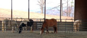 Equus Coaching Horse Pen